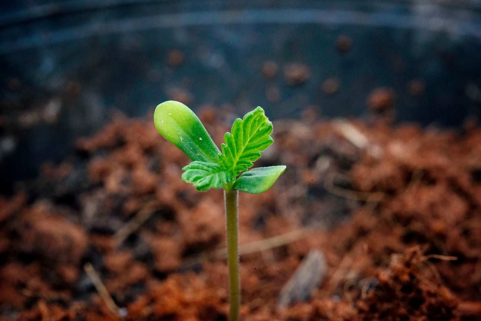 Benefici Ambientali Coltivazione Canapa: Un'Opportunità Sostenibile per il Pianeta