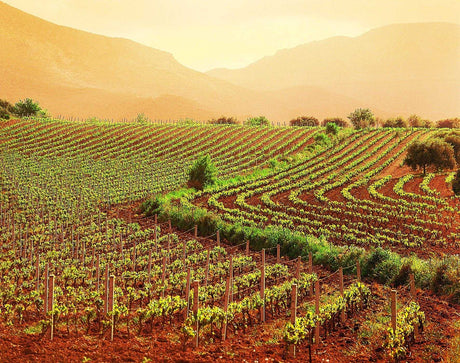 Sfruttare i Benefici del Terreno con le Piantagioni di Canapa